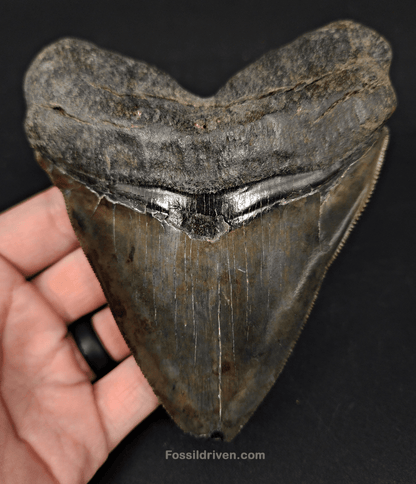 Huge & Authentic, 5.28" Fossil Chubutensis Shark Tooth - South Carolina - Fossil Driven