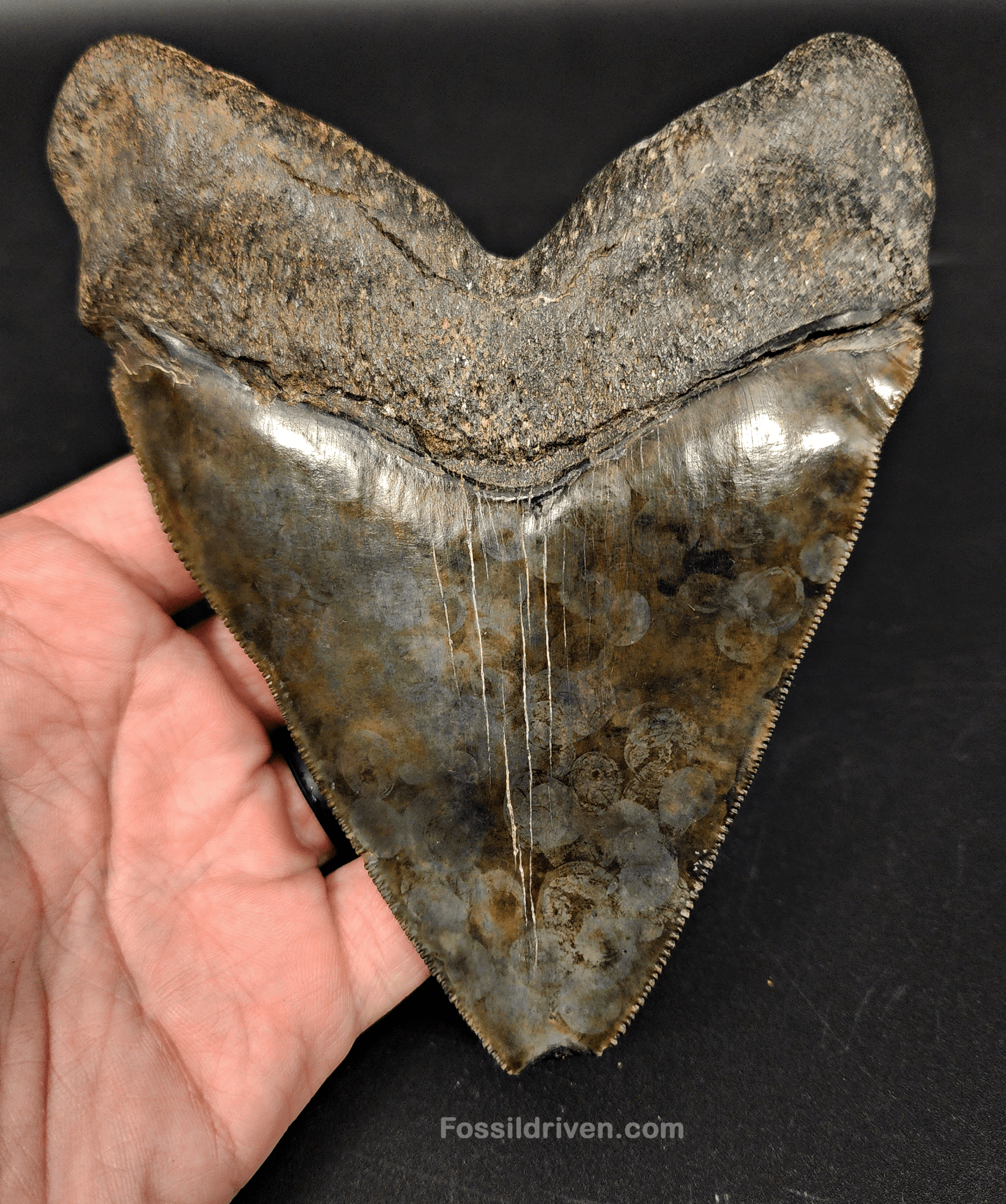 Huge & Authentic, 5.28" Fossil Chubutensis Shark Tooth - South Carolina - Fossil Driven