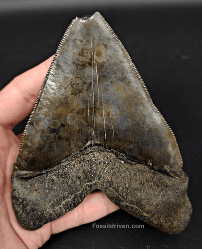 Huge & Authentic, 5.28" Fossil Chubutensis Shark Tooth - South Carolina - Fossil Driven