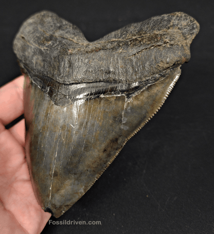 Huge & Authentic, 5.28" Fossil Chubutensis Shark Tooth - South Carolina - Fossil Driven