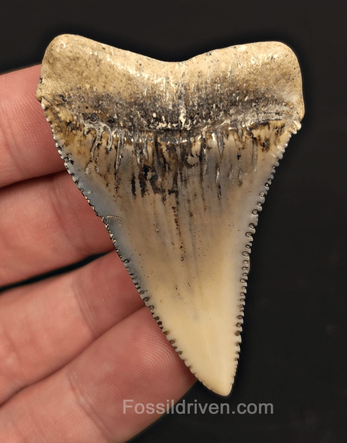 Huge & Colorful 2.33" Fossil Great White Tooth - Sacaco, Peru - Fossil Driven