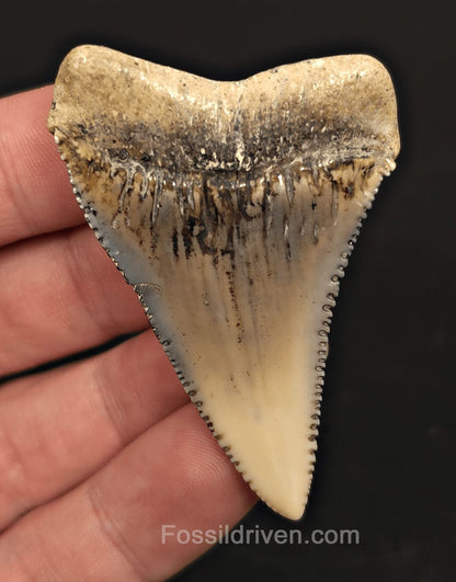Huge & Colorful 2.33" Fossil Great White Tooth - Sacaco, Peru - Fossil Driven