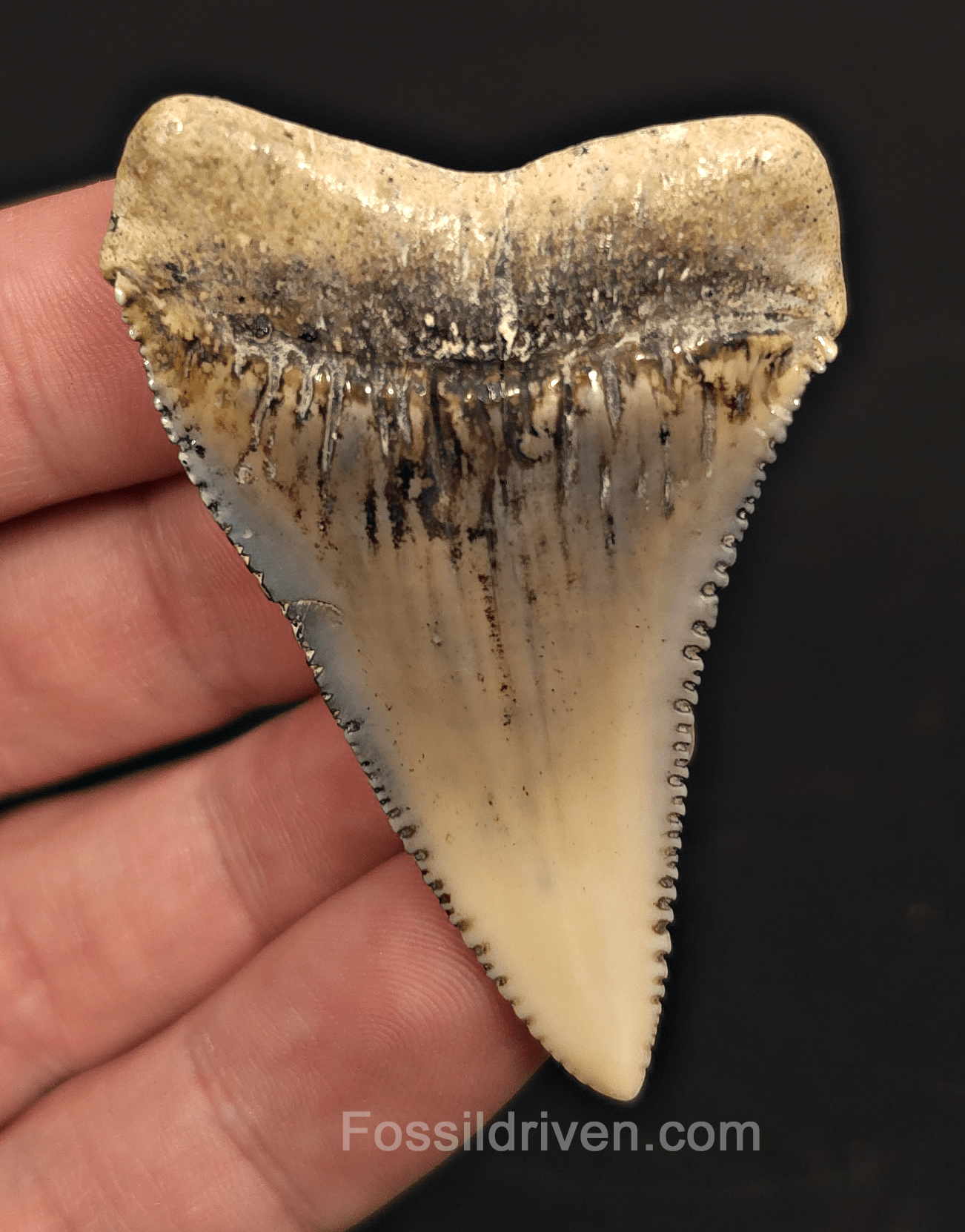 Huge & Colorful 2.33" Fossil Great White Tooth - Sacaco, Peru - Fossil Driven