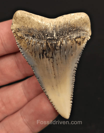 Huge & Colorful 2.33" Fossil Great White Tooth - Sacaco, Peru - Fossil Driven
