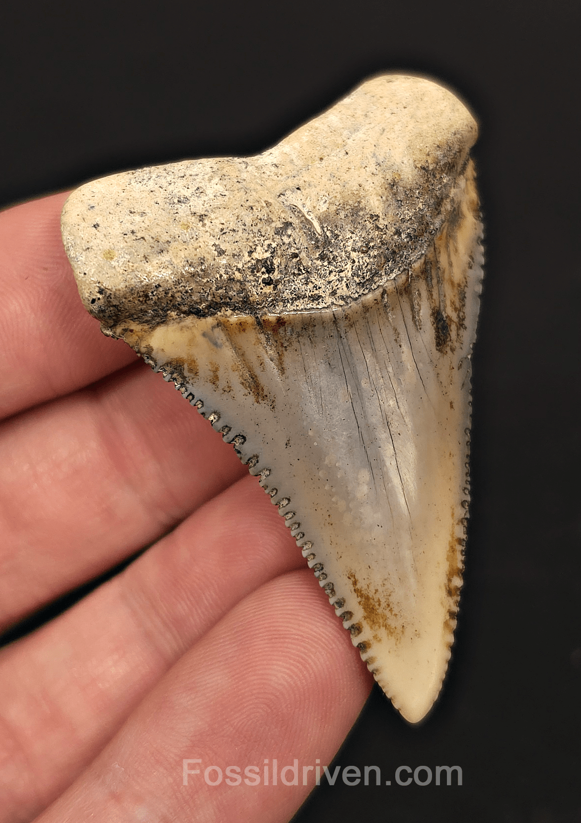 Huge & Colorful 2.33" Fossil Great White Tooth - Sacaco, Peru - Fossil Driven