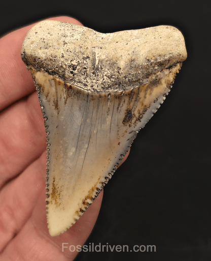 Huge & Colorful 2.33" Fossil Great White Tooth - Sacaco, Peru - Fossil Driven