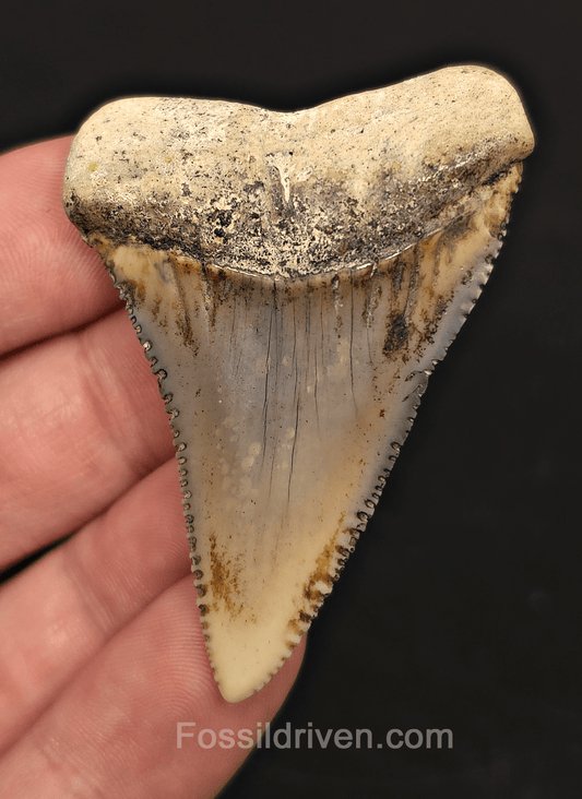 Huge & Colorful 2.33" Fossil Great White Tooth - Sacaco, Peru - Fossil Driven