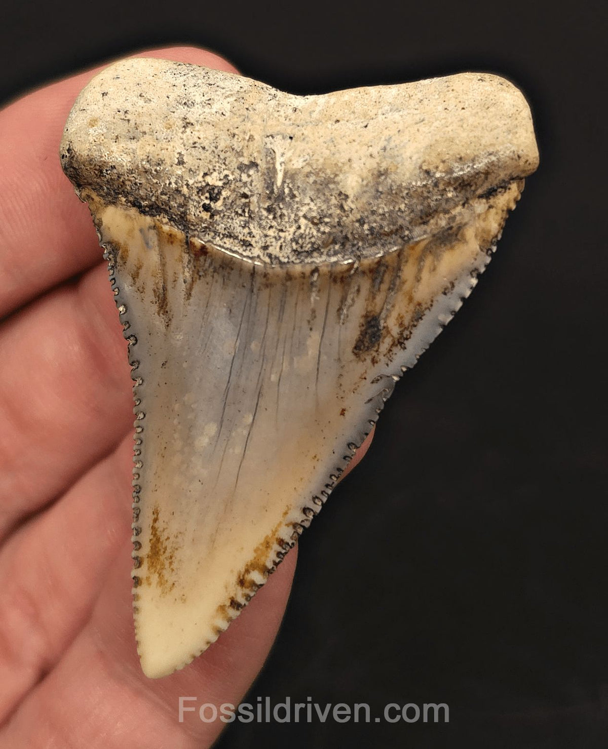 Huge & Colorful 2.33" Fossil Great White Tooth - Sacaco, Peru - Fossil Driven
