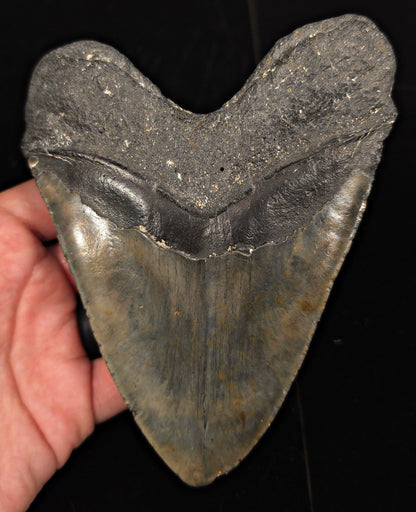 Huge & Heavy, 5.78" Fossil Megalodon Tooth - Meg Ledge, North Carolina - Fossil Driven