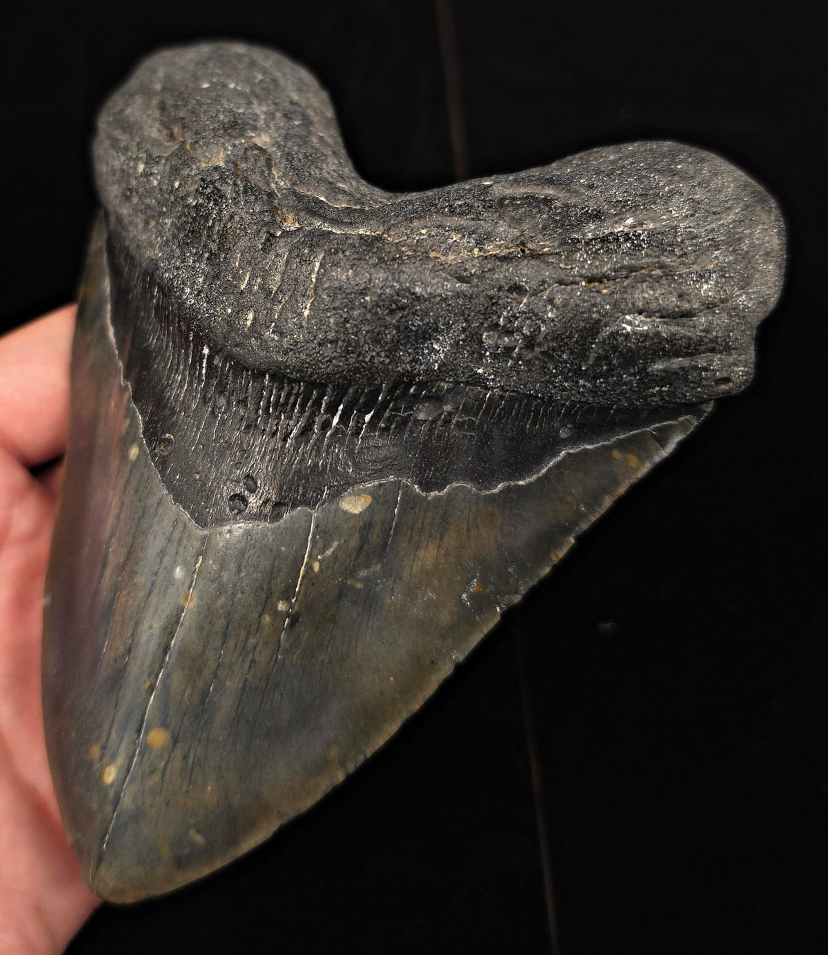Huge & Heavy, 5.78" Fossil Megalodon Tooth - Meg Ledge, North Carolina - Fossil Driven