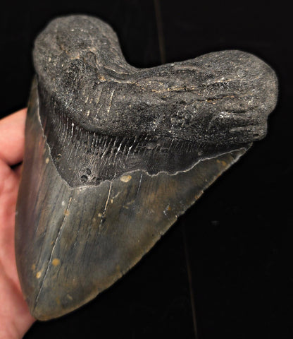 Huge & Heavy, 5.78" Fossil Megalodon Tooth - Meg Ledge, North Carolina - Fossil Driven