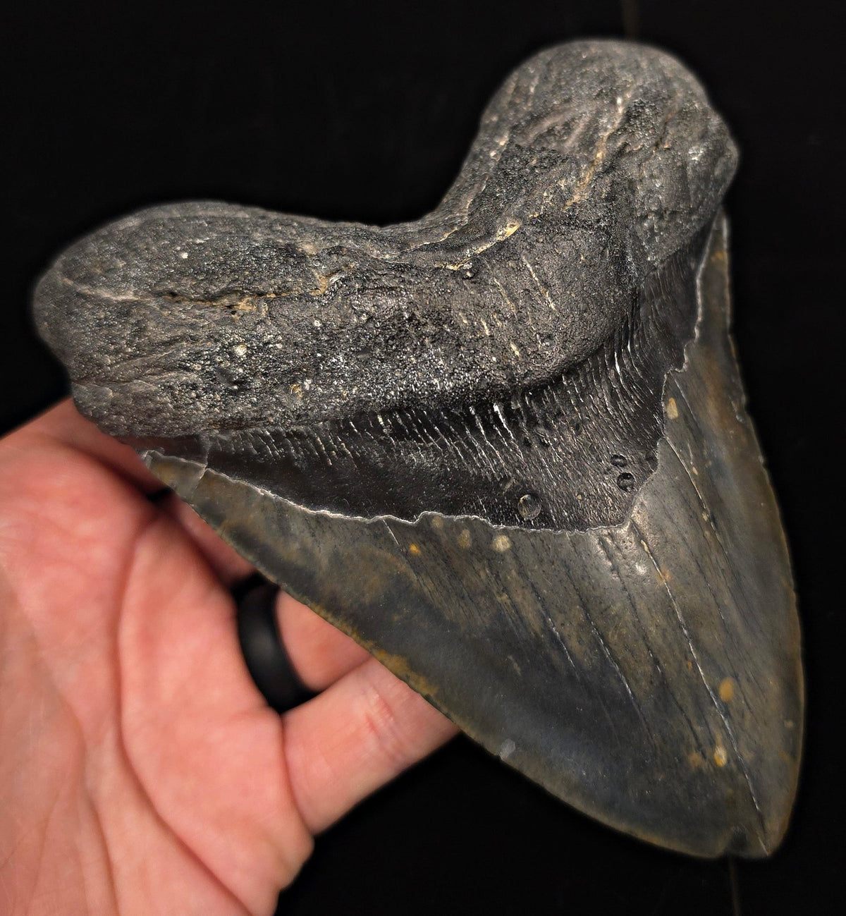 Huge & Heavy, 5.78" Fossil Megalodon Tooth - Meg Ledge, North Carolina - Fossil Driven