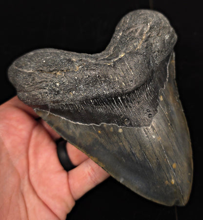 Huge & Heavy, 5.78" Fossil Megalodon Tooth - Meg Ledge, North Carolina - Fossil Driven