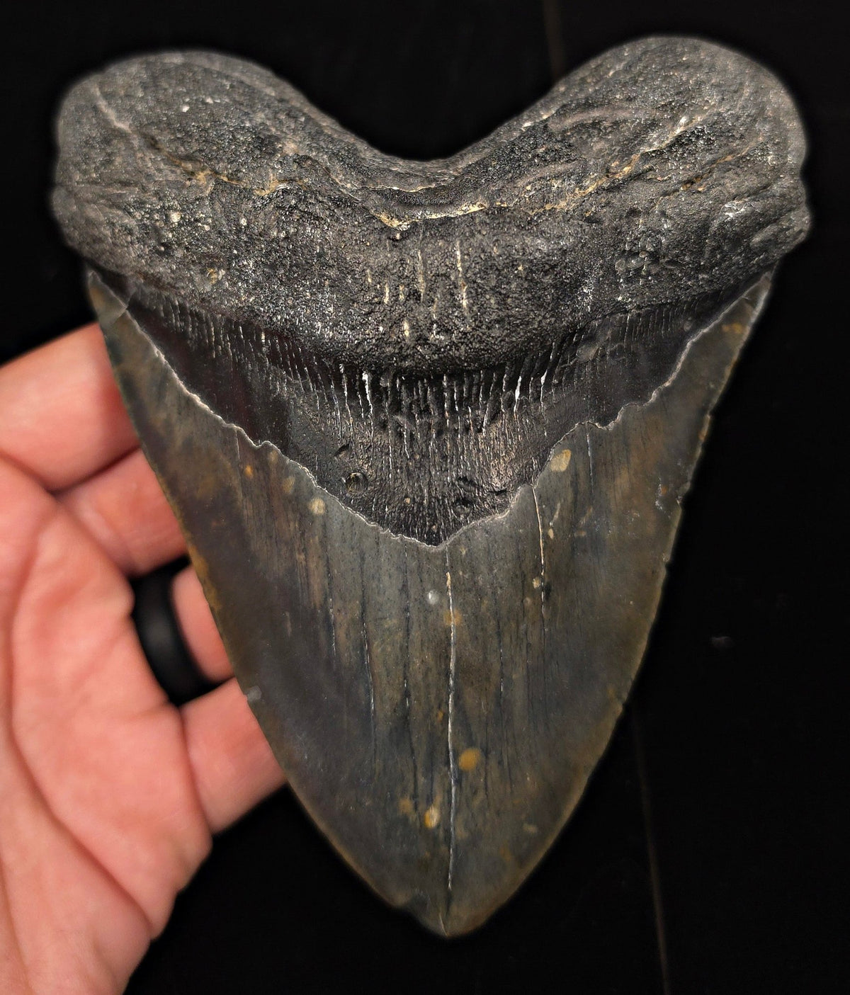 Huge & Heavy, 5.78" Fossil Megalodon Tooth - Meg Ledge, North Carolina - Fossil Driven