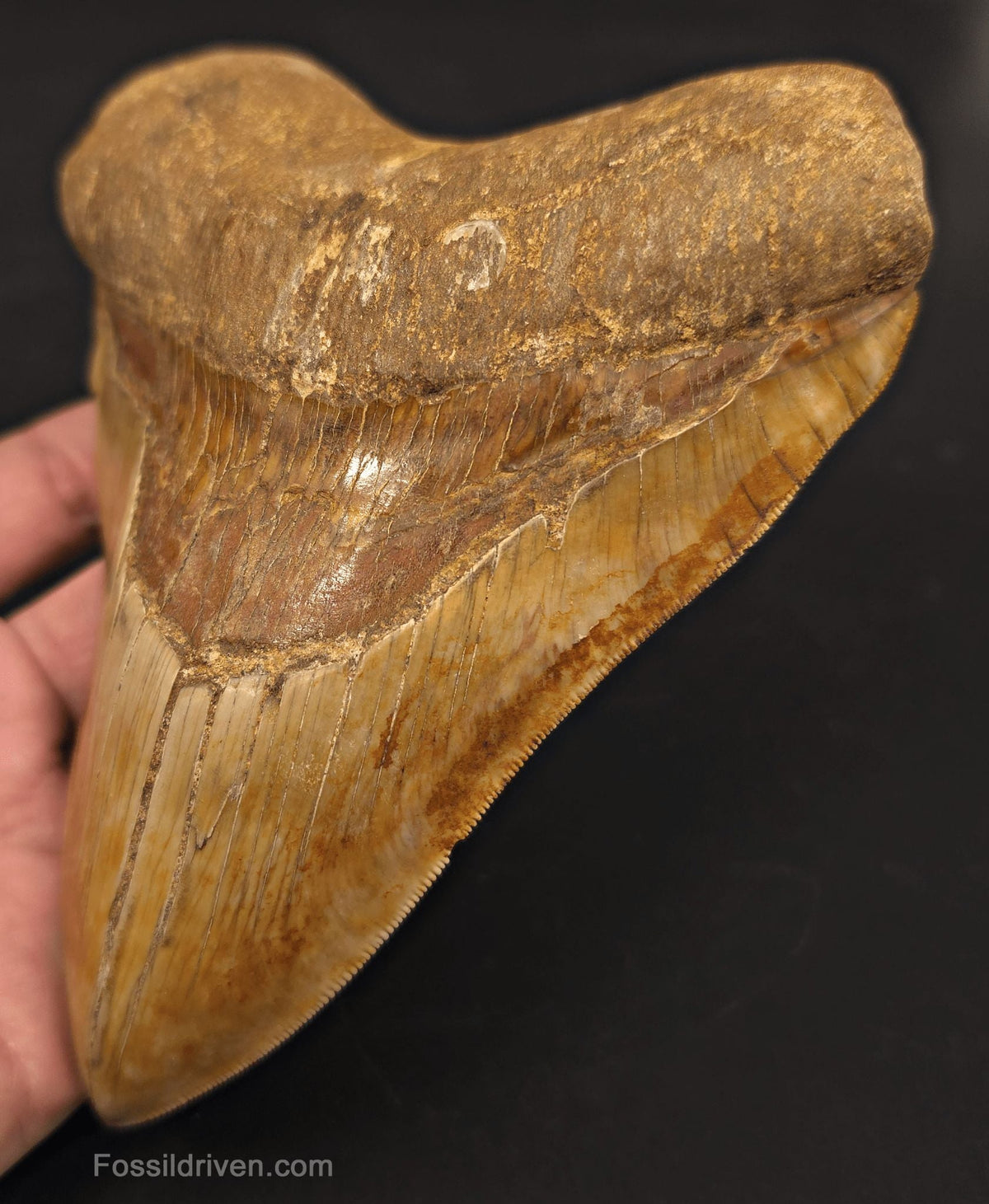 Huge & Heavy 6.22" Fossil Megalodon Tooth - Java, Indonesia - Fossil Driven