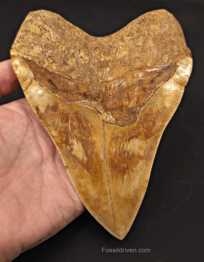 Huge & Heavy 6.22" Fossil Megalodon Tooth - Java, Indonesia - Fossil Driven