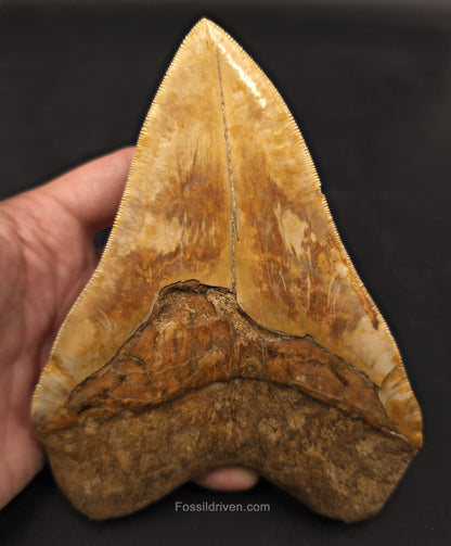 Huge & Heavy 6.22" Fossil Megalodon Tooth - Java, Indonesia - Fossil Driven