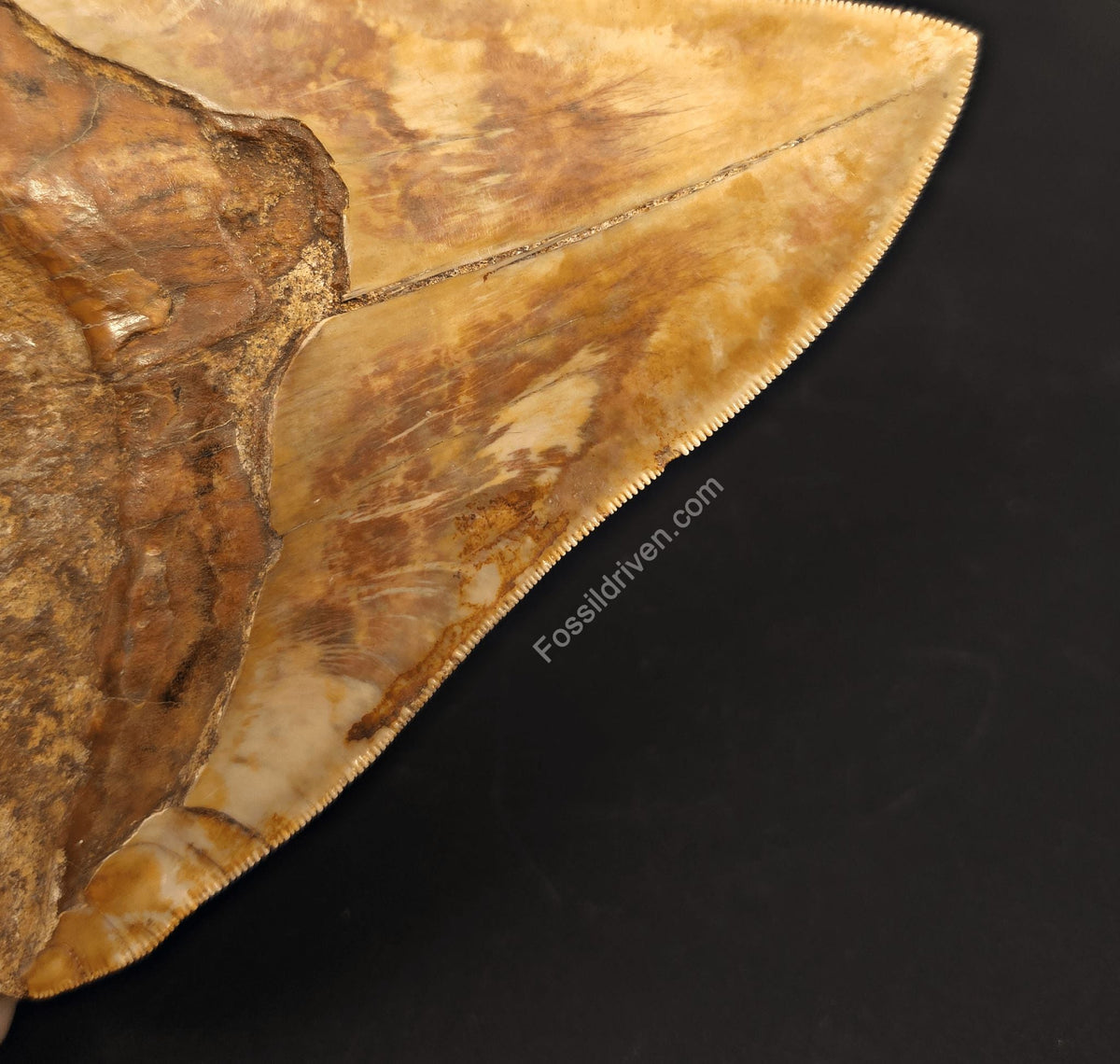 Huge & Heavy 6.22" Fossil Megalodon Tooth - Java, Indonesia - Fossil Driven