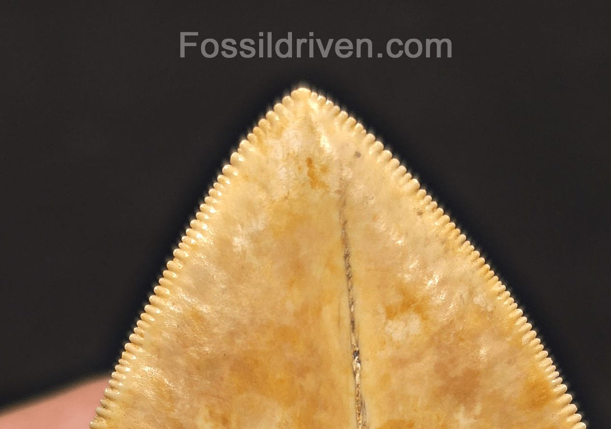 Huge & Heavy 6.22" Fossil Megalodon Tooth - Java, Indonesia - Fossil Driven