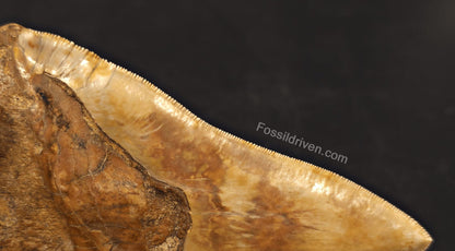 Huge & Heavy 6.22" Fossil Megalodon Tooth - Java, Indonesia - Fossil Driven