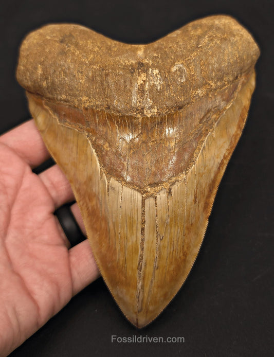 Huge & Heavy 6.22" Fossil Megalodon Tooth - Java, Indonesia - Fossil Driven