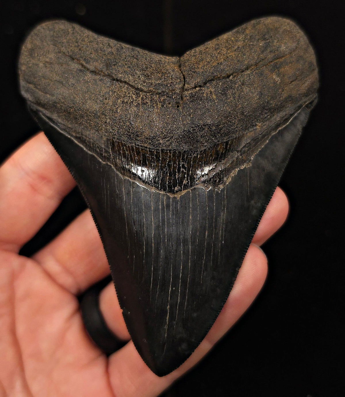 Jet Black, 4.40" Fossil Megalodon Tooth - Georgia - Fossil Driven