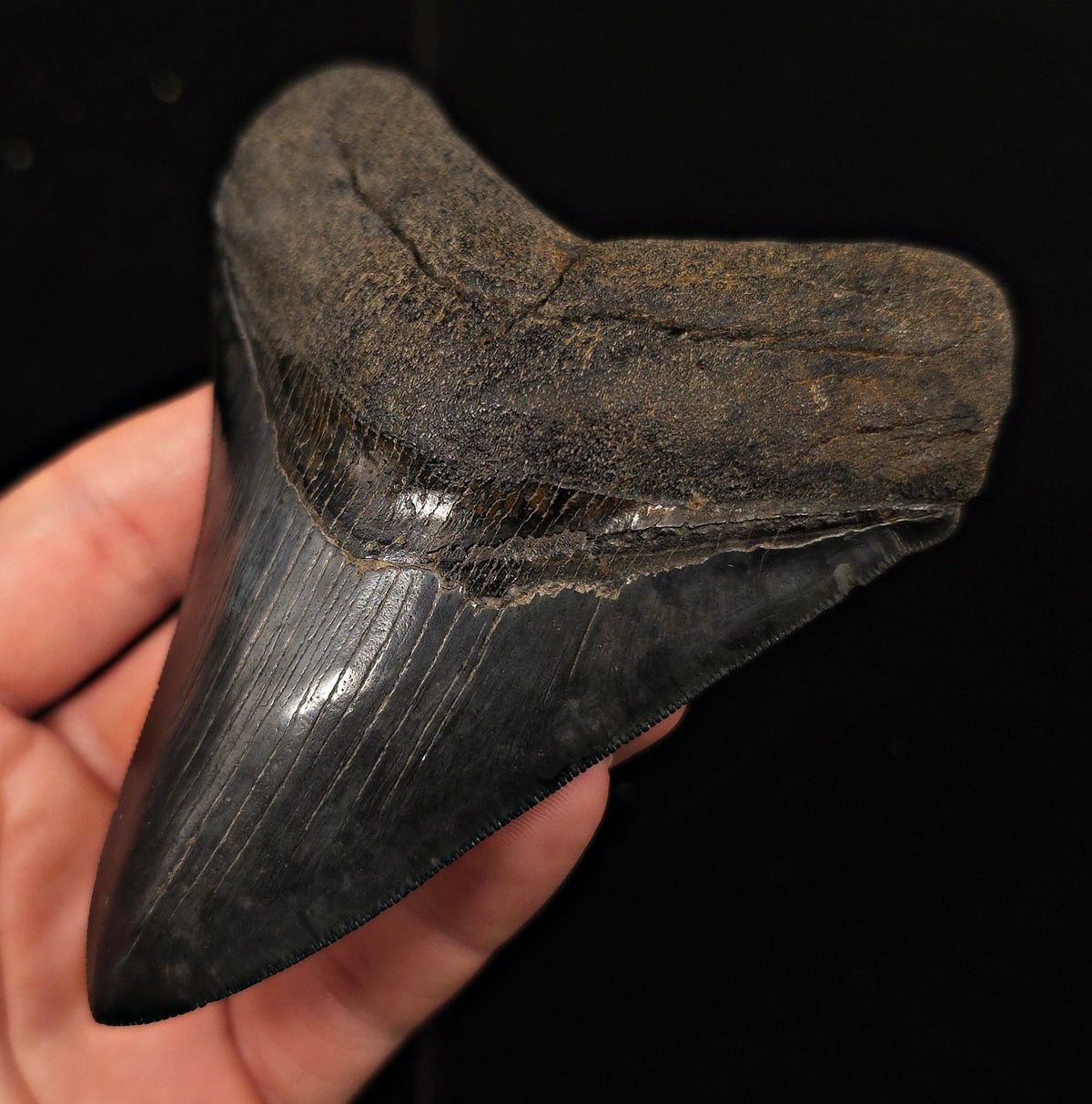 Jet Black, 4.40" Fossil Megalodon Tooth - Georgia - Fossil Driven