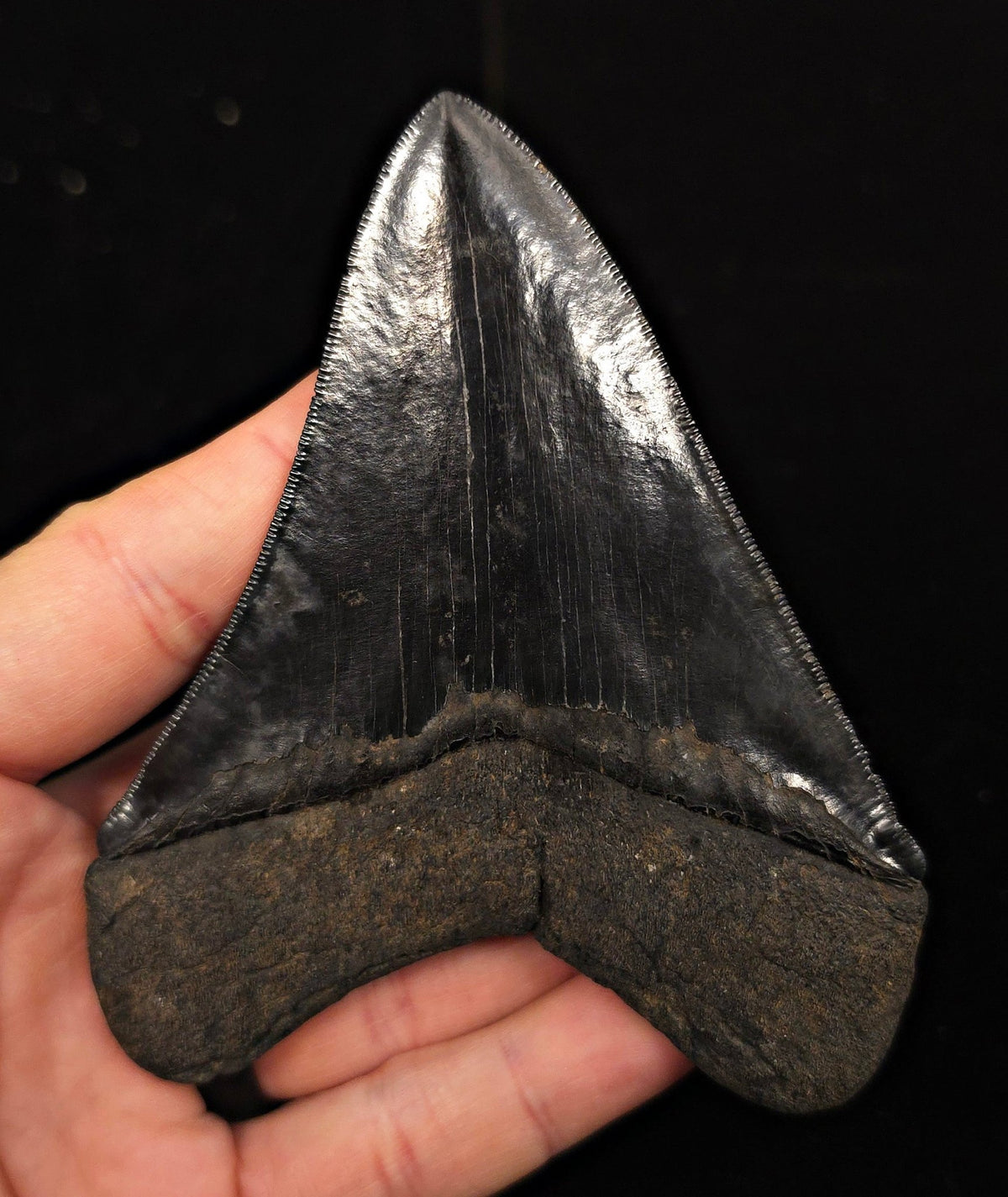 Jet Black, 4.40" Fossil Megalodon Tooth - Georgia - Fossil Driven