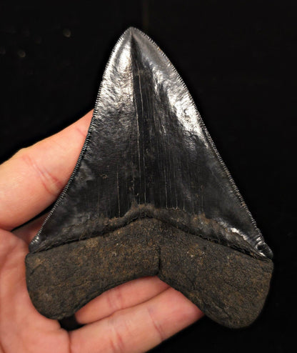 Jet Black, 4.40" Fossil Megalodon Tooth - Georgia - Fossil Driven