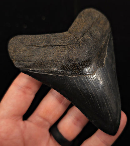 Jet Black, 4.40" Fossil Megalodon Tooth - Georgia - Fossil Driven