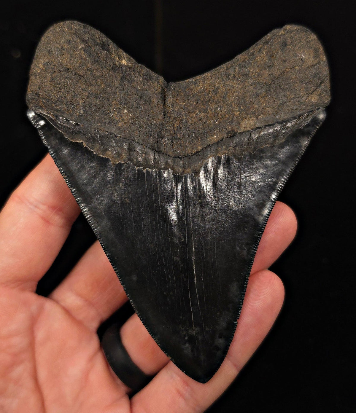 Jet Black, 4.40" Fossil Megalodon Tooth - Georgia - Fossil Driven