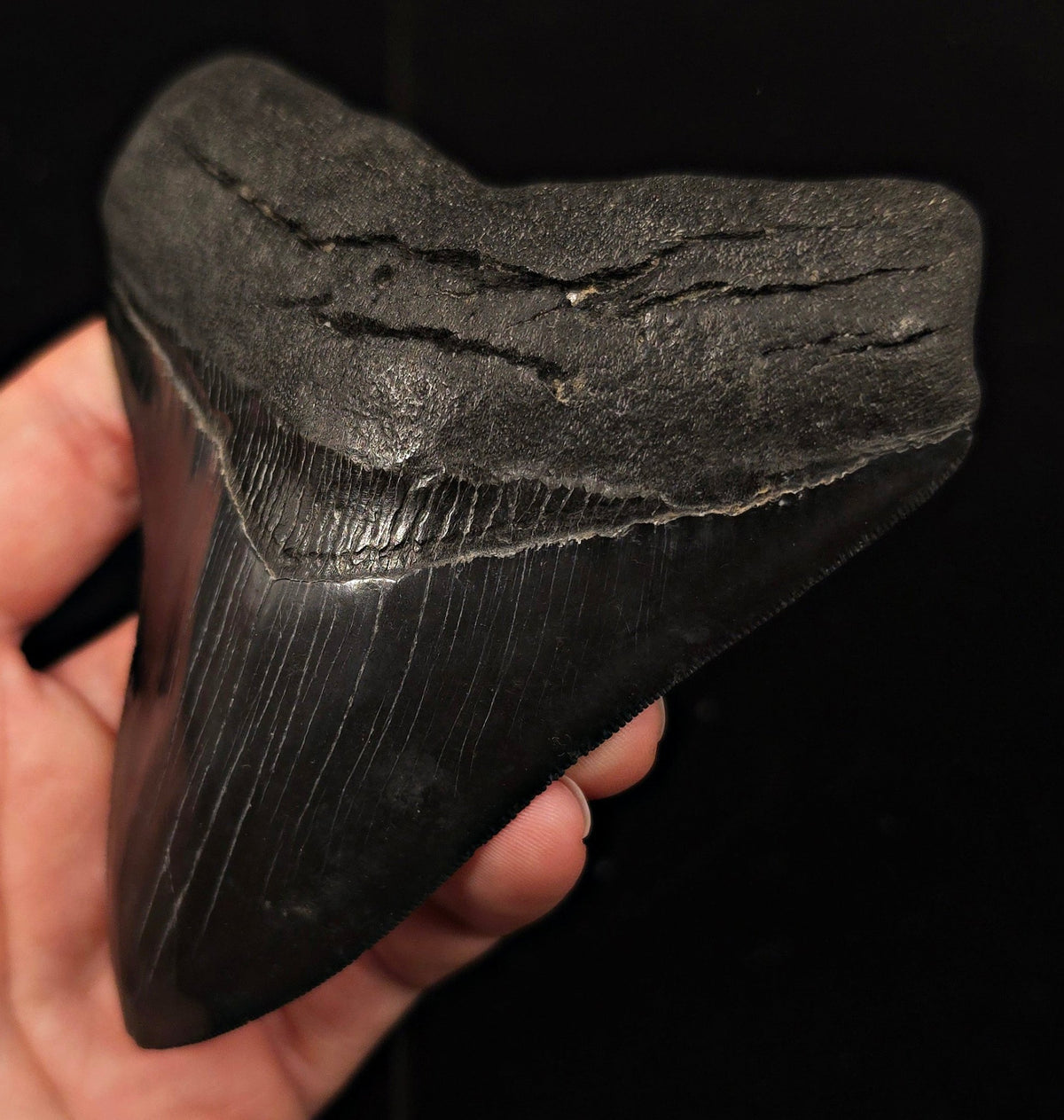 Jet Black, 4.57" Fossil Megalodon Tooth - Georgia - Fossil Driven