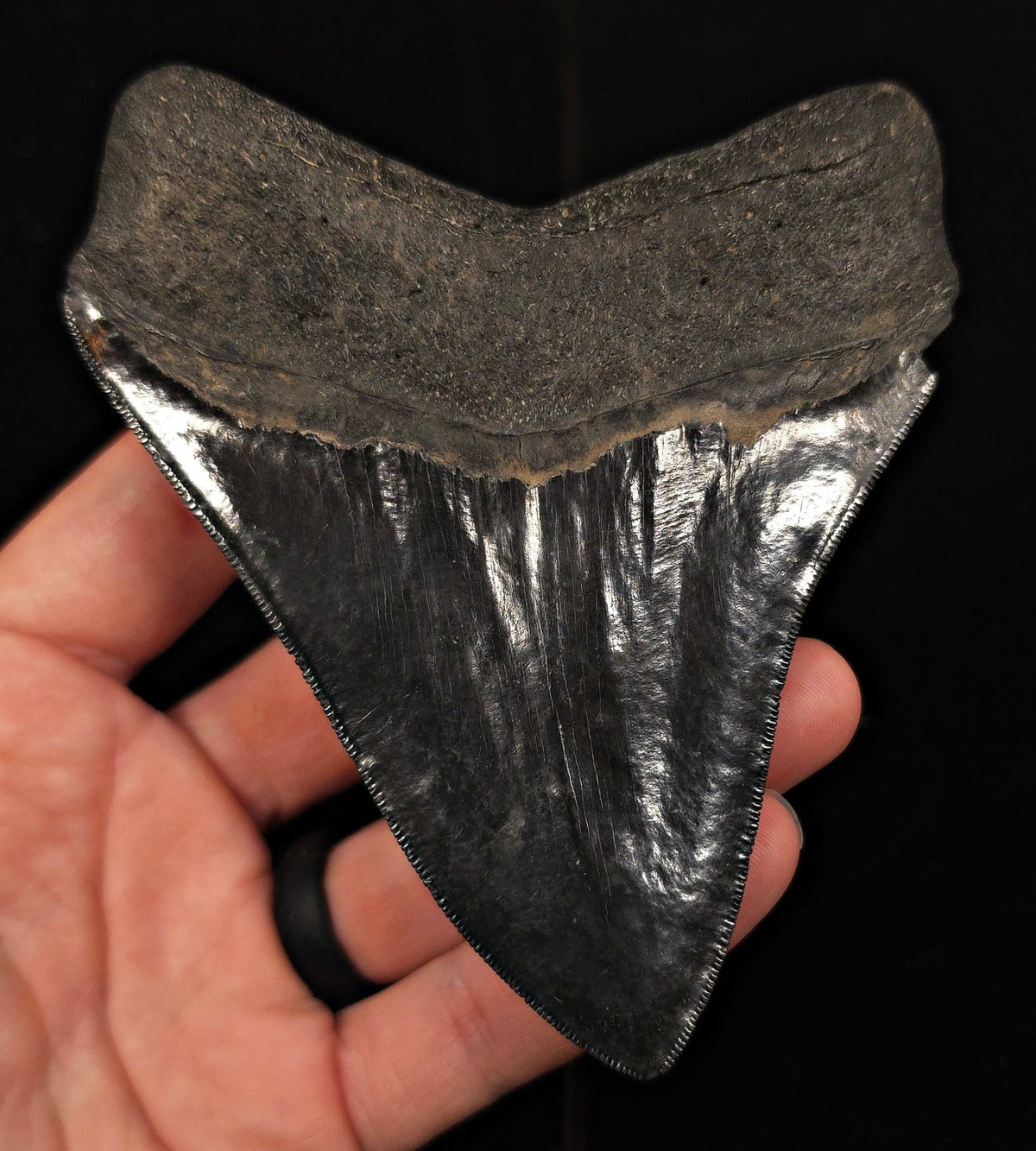 Jet Black, 4.57" Fossil Megalodon Tooth - Georgia - Fossil Driven