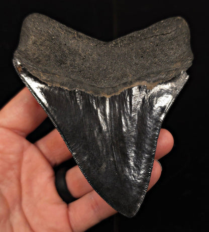 Jet Black, 4.57" Fossil Megalodon Tooth - Georgia - Fossil Driven