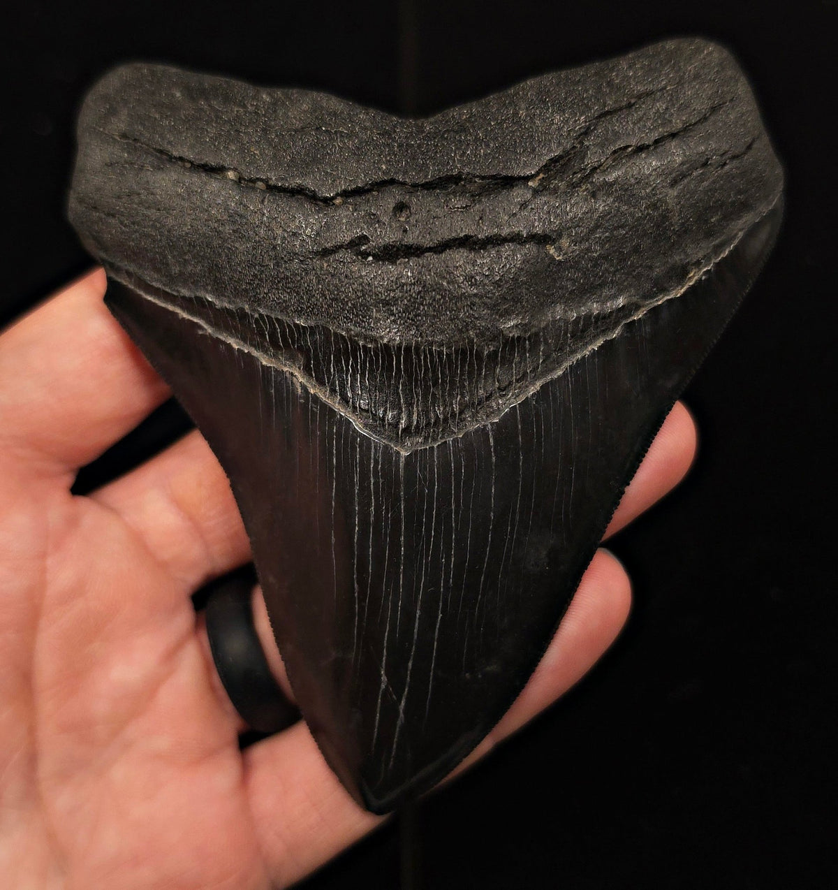 Jet Black, 4.57" Fossil Megalodon Tooth - Georgia - Fossil Driven