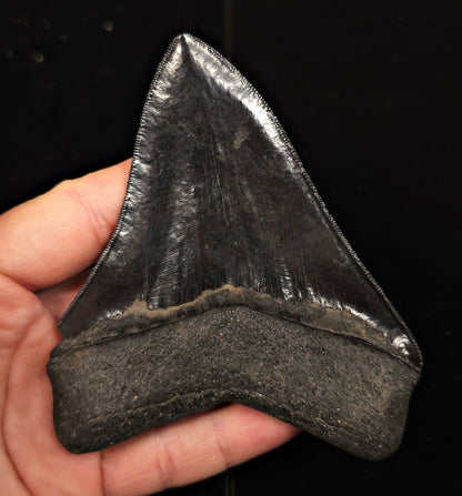 Jet Black, 4.57" Fossil Megalodon Tooth - Georgia - Fossil Driven