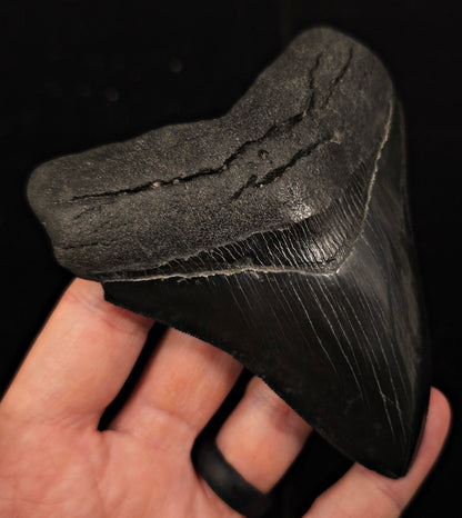 Jet Black, 4.57" Fossil Megalodon Tooth - Georgia - Fossil Driven