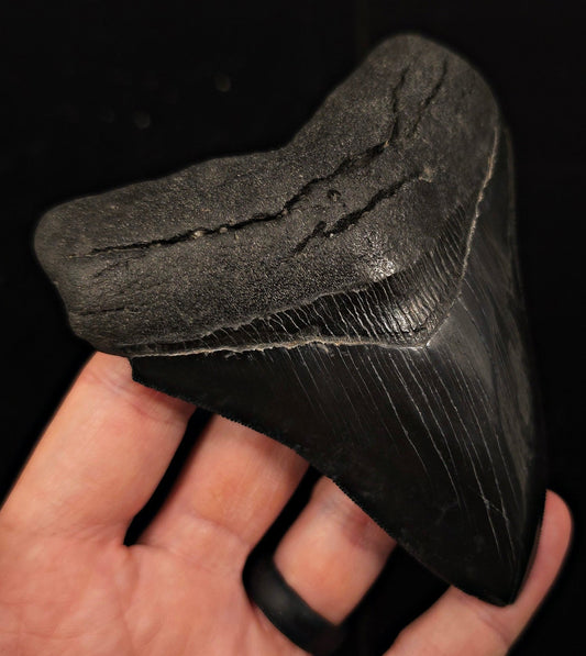 Jet Black, 4.57" Fossil Megalodon Tooth - Georgia - Fossil Driven