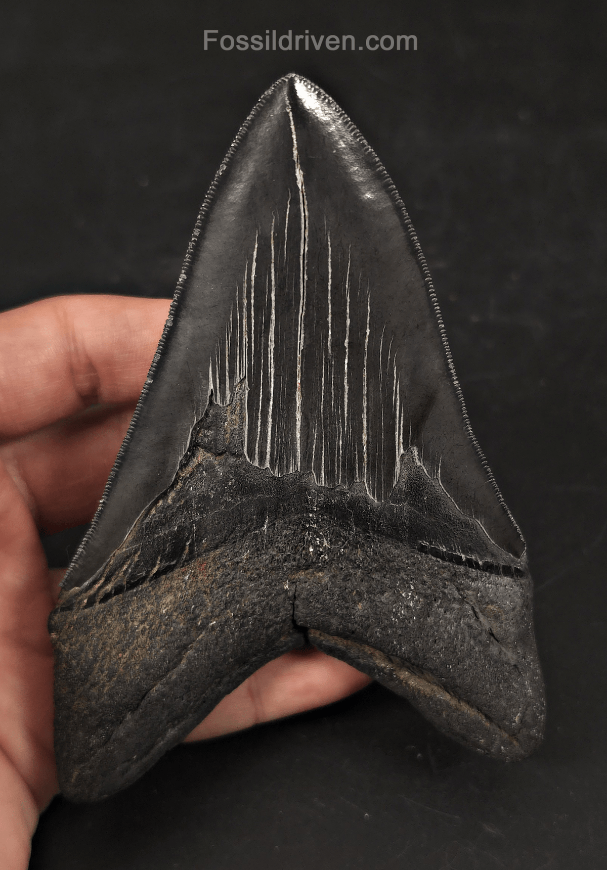 Jet Black, 5.06" Fossil Megalodon Tooth - Charleston, South Carolina - Fossil Driven