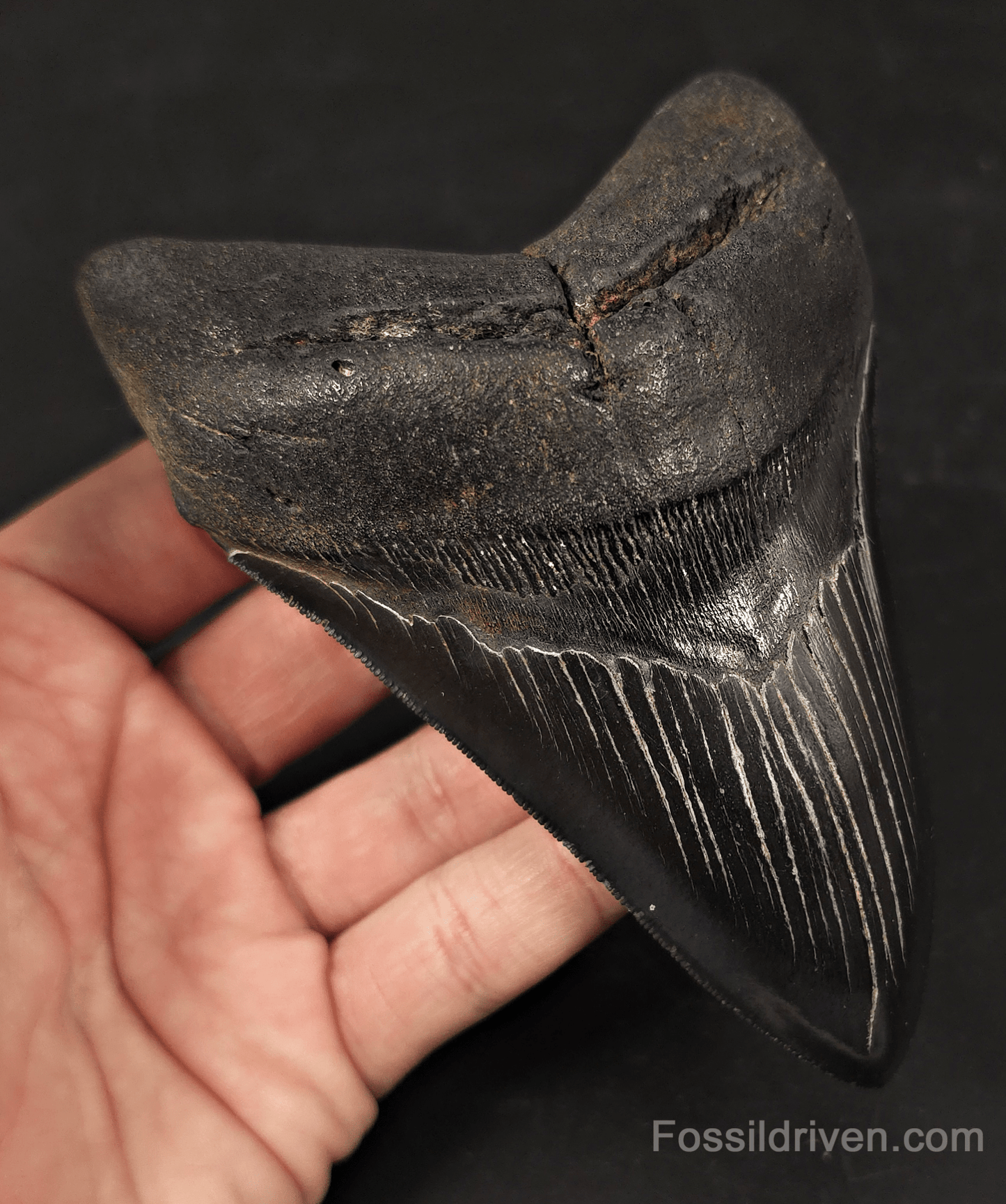 Jet Black, 5.06" Fossil Megalodon Tooth - Charleston, South Carolina - Fossil Driven