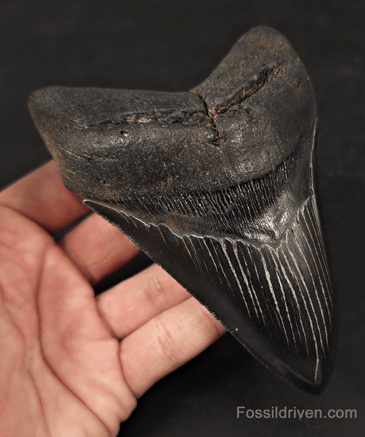 Jet Black, 5.06" Fossil Megalodon Tooth - Charleston, South Carolina - Fossil Driven