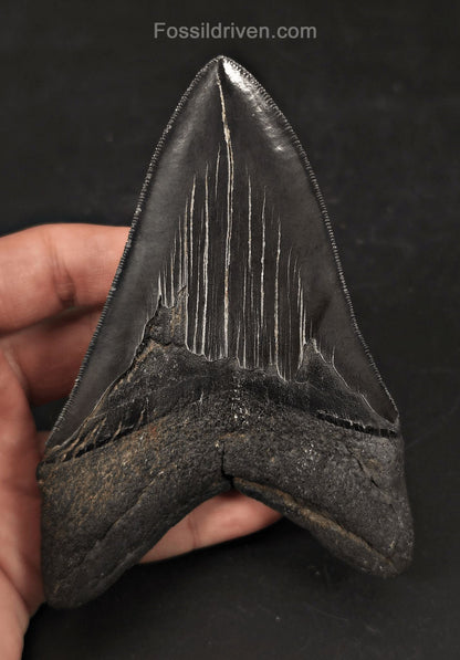 Jet Black, 5.06" Fossil Megalodon Tooth - Charleston, South Carolina - Fossil Driven