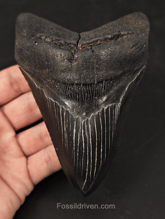 Jet Black, 5.06" Fossil Megalodon Tooth - Charleston, South Carolina - Fossil Driven