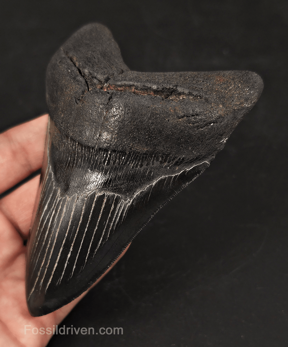 Jet Black, 5.06" Fossil Megalodon Tooth - Charleston, South Carolina - Fossil Driven