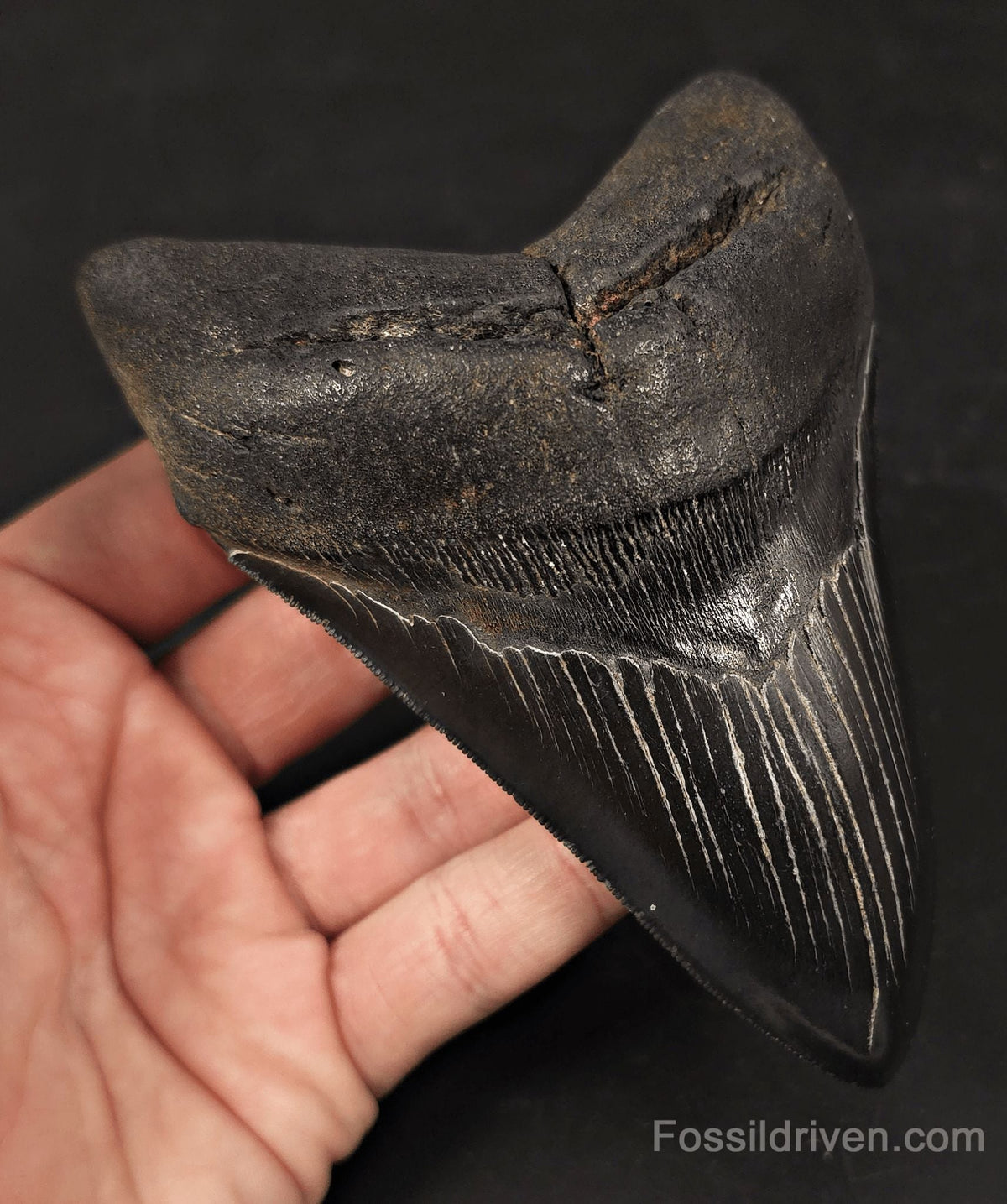 Jet Black, 5.06" Fossil Megalodon Tooth - Charleston, South Carolina - Fossil Driven