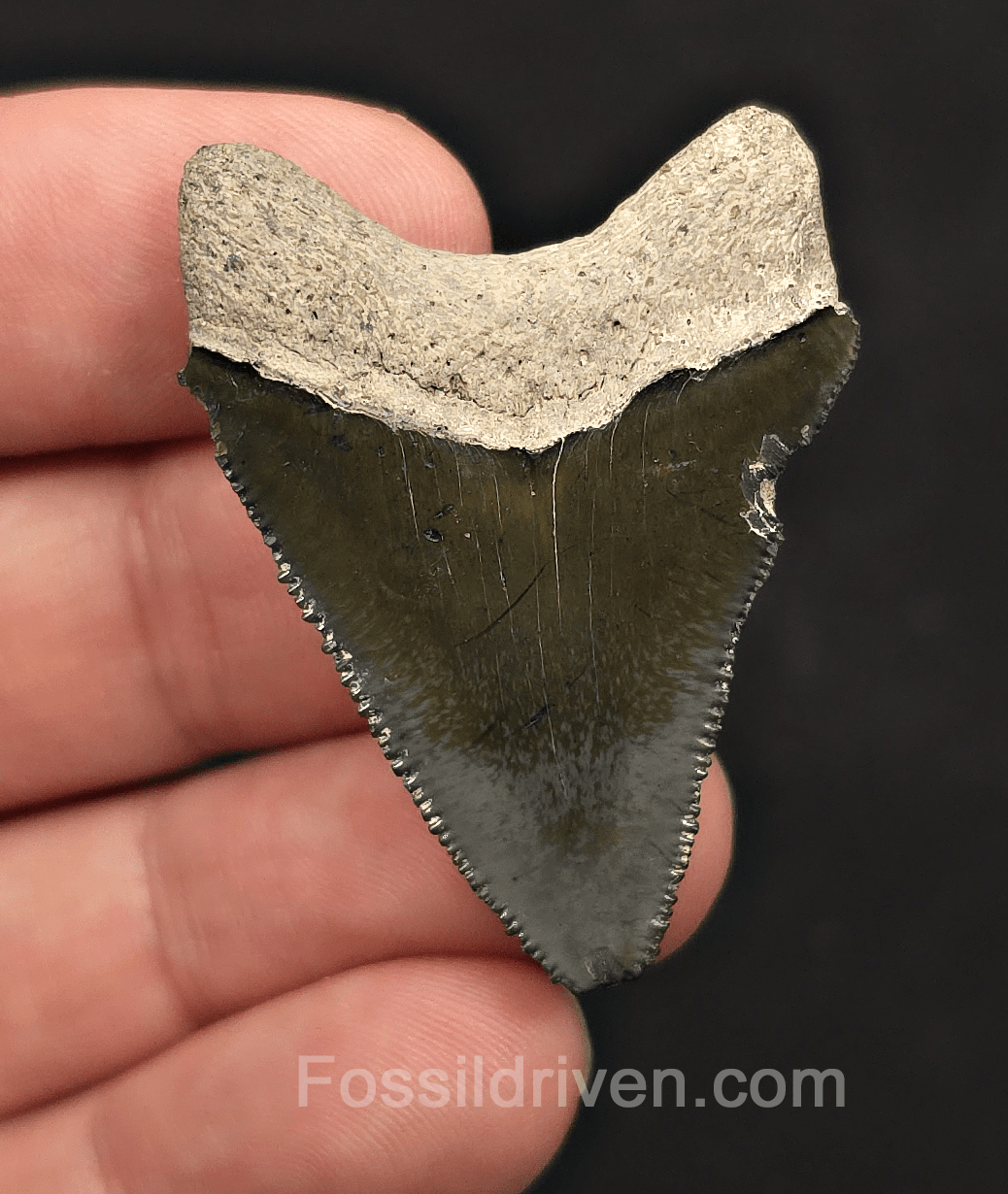 Juvenile, 1.75" Megalodon Tooth - Bone Valley, Florida - Fossil Driven