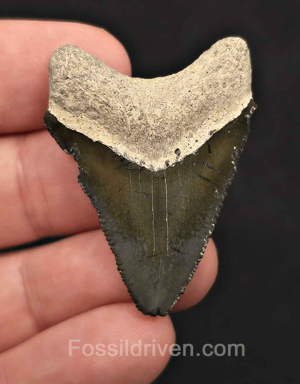 Juvenile, 1.75" Megalodon Tooth - Bone Valley, Florida - Fossil Driven