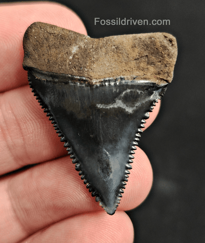 Killer, 1.46" Fossil Great White Tooth - Venice, Florida - Fossil Driven