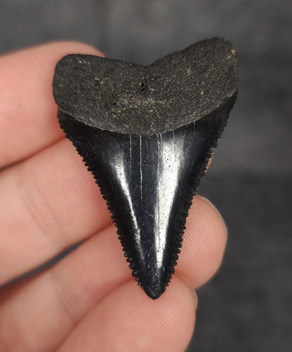 Killer, 1.57" Fossil Great White Tooth - South Carolina - Fossil Driven