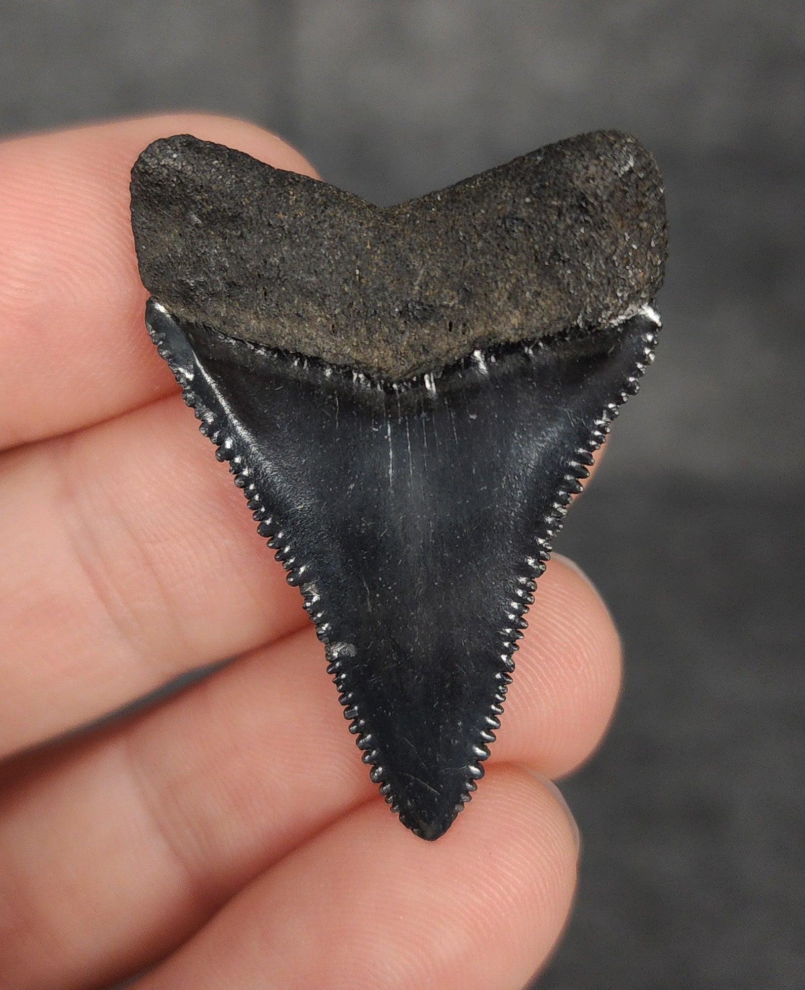 Killer, 1.57" Fossil Great White Tooth - South Carolina - Fossil Driven